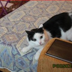 Подробнее об объявлении «Москва Пропал кот» Фото: пропала кошка  «Москва Пропал кот» в г. Москва