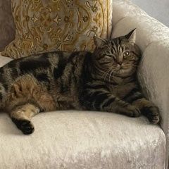 Подробнее об объявлении «Пропал кот Оренбург» Фото: пропала кошка Британская короткошерстная кошка «Пропал кот Оренбург» в г. Оренбург