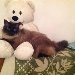 Подробнее об объявлении «Чебоксары Пропал кот» Фото: пропала кошка Сиамская «Чебоксары Пропал кот» в г. Чебоксары