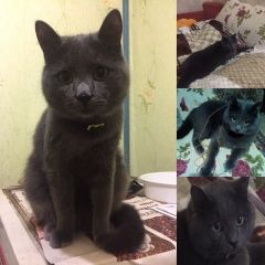 Подробнее об объявлении «Кривой Рог Пропал кот член семьи» Фото: пропала кошка  «Кривой Рог Пропал кот член семьи» в г. Кривой Рог