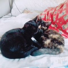 Подробнее об объявлении «Раменское Пропала кошка» Фото: пропала кошка  «Раменское Пропала кошка» в г. Раменское