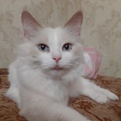 Подробнее об объявлении «Нижний Новгород Пропал кот белый пушистик» Фото: пропала кошка  «Нижний Новгород Пропал кот белый пушистик» в г. Нижний Новгород