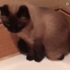Подробнее об объявлении «Пропал кот сиамско/тайский Москва» Фото: пропала кошка Сиамская «Пропал кот сиамско/тайский Москва» в г. Москва