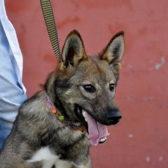 Подробнее об объявлении «Тюмень Пропала собака кобель» Фото: пропала собака  «Тюмень Пропала собака кобель» в г. Тюмень