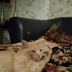 Подробнее об объявлении «Нижний Новгород Пропал кот» Фото: пропала кошка  «Нижний Новгород Пропал кот» в г. Нижний Новгород