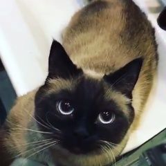 Подробнее об объявлении «Пропал кот сиамский кот Москва» Фото: пропала кошка Сиамская «Пропал кот сиамский кот Москва» в г. Москва