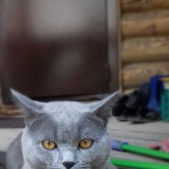 Подробнее об объявлении «Нижний Новгород Пропал кот помогите найти кота» Фото: пропала кошка Британская короткошерстная «Нижний Новгород Пропал кот помогите найти кота» в г. Нижний Новгород