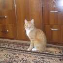 Подробнее об объявлении «Красноярск Пропал кот» Фото: пропала кошка  «Красноярск Пропал кот» в г. Красноярск