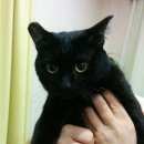 Подробнее об объявлении «Омск Пропал кот г, пос. козицкого» Фото: пропала кошка  «Омск Пропал кот г, пос. козицкого» в г. Омск