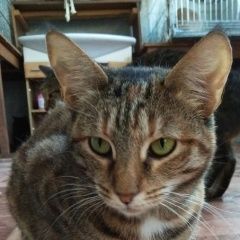 Подробнее об объявлении «Пропала кошка Самара» Фото: пропала кошка  «Пропала кошка Самара» в г. Самара