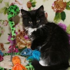 Подробнее об объявлении «Подольск Пропала кошка просим помощи» Фото: пропала кошка  «Подольск Пропала кошка просим помощи» в г. Подольск