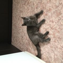 Подробнее об объявлении «Пропал кот Энгельс» Фото: пропала кошка  «Пропал кот Энгельс» в г. Энгельс