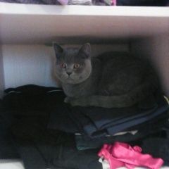 Подробнее об объявлении «Жуковский Пропал кот» Фото: пропала кошка Британская короткошерстная «Жуковский Пропал кот» в г. Жуковский