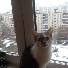 Подробнее об объявлении «Пропал кот ушел 1 01 2018 Москва» Фото: пропала кошка  «Пропал кот ушел 1 01 2018 Москва» в г. Москва