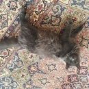 Подробнее об объявлении «Нахабино Пропал кот. николо-урюпино» Фото: пропала кошка  «Нахабино Пропал кот. николо-урюпино» в г. Нахабино