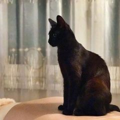 Подробнее об объявлении «Пропала кошка Москва» Фото: пропала кошка  «Пропала кошка Москва» в г. Москва