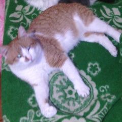 Подробнее об объявлении «Пропал кот Магнитогорск» Фото: пропала кошка  «Пропал кот Магнитогорск» в г. Магнитогорск