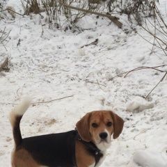 Подробнее об объявлении «Вологда Пропала собака кобель бигль» Фото: пропала собака Бигль «Вологда Пропала собака кобель бигль» в г. Вологда