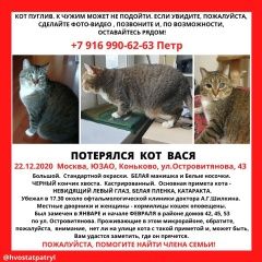 Подробнее об объявлении «Москва Пропал кот вася, левый глаз не видит» Фото: пропала кошка  «Москва Пропал кот вася, левый глаз не видит» в г. Москва