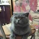 Подробнее об объявлении «Бердск Пропала кошка шотланка» Фото: пропала кошка >  Скоттиш фолд (шотландская вислоухая) и  скоттиш страйт «Бердск Пропала кошка шотланка» в г. Бердск