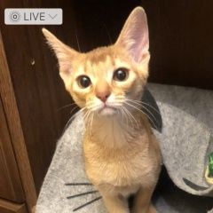 Подробнее об объявлении «Пропала кошка Егорьевск» Фото: пропала кошка Абиссинская кошка «Пропала кошка Егорьевск» в г. Егорьевск