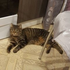 Подробнее об объявлении «Пропала кошка район печатники Москва» Фото: пропала кошка  «Пропала кошка район печатники Москва» в г. Москва