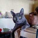 Подробнее об объявлении «Пропал кот русский голубой возраст лет Томск» Фото: пропала кошка Русская голубая «Пропал кот русский голубой возраст лет Томск» в г. Томск