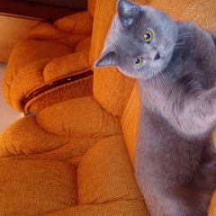 Подробнее об объявлении «Тольятти Пропал кот (кот боня)» Фото: пропала кошка  «Тольятти Пропал кот (кот боня)» в г. Тольятти