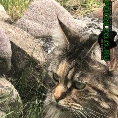 Подробнее об объявлении «Чехов Пропала кошка» Фото: пропала кошка Мейн-кун «Чехов Пропала кошка» в г. Чехов