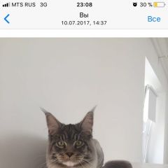 Подробнее об объявлении «Краснодар Пропал кот мейн кун» Фото: пропала кошка Мейн-кун «Краснодар Пропал кот мейн кун» в г. Краснодар