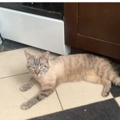 Подробнее об объявлении «Пропала кошка кот Балашиха» Фото: пропала кошка  «Пропала кошка кот Балашиха» в г. Балашиха