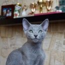 Подробнее об объявлении «Пропал кот герман Немчиновка» Фото: пропала кошка Русская голубая «Пропал кот герман Немчиновка» в г. Немчиновка