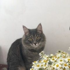Подробнее об объявлении «Нижний Новгород Пропал кот» Фото: пропала кошка  «Нижний Новгород Пропал кот» в г. Нижний Новгород