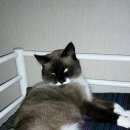 Подробнее об объявлении «Мытищи Пропал кот пожалуйста откликнитесь» Фото: пропала кошка  «Мытищи Пропал кот пожалуйста откликнитесь» в г. Мытищи