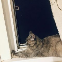 Подробнее об объявлении «Пропала кошка Средняя Ахтуба» Фото: пропала кошка  «Пропала кошка Средняя Ахтуба» в г. Средняя Ахтуба