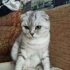 Подробнее об объявлении «Пропала кошка, зовут котя, 4года. Бобруйск» Фото: пропала кошка Британская короткошерстная кошка «Пропала кошка, зовут котя, 4года. Бобруйск» в г. Бобруйск