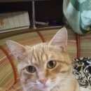 Подробнее об объявлении «Пропал кот Смоленск» Фото: пропала кошка Пикси-боб «Пропал кот Смоленск» в г. Смоленск