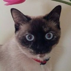 Подробнее об объявлении «Астрахань Пропала кошка» Фото: пропала кошка Тайская «Астрахань Пропала кошка» в г. Астрахань