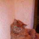 Подробнее об объявлении «Омск Пропала кошка кот» Фото: пропала кошка  «Омск Пропала кошка кот» в г. Омск