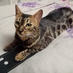Подробнее об объявлении «Пропала кошка бенгальская кошка Орел» Фото: пропала кошка Бенгальская кошка «Пропала кошка бенгальская кошка Орел» в г. Орел