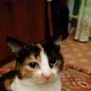Подробнее об объявлении «Иваново Пропала кошка» Фото: пропала кошка  «Иваново Пропала кошка» в г. Иваново