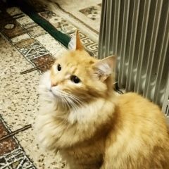 Подробнее об объявлении «Щелково Пропал кот» Фото: пропала кошка  «Щелково Пропал кот» в г. Щелково