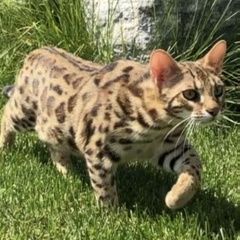 Подробнее об объявлении «Мытищи Пропал кот дикий кот по кличке грэм» Фото: пропала кошка Бенгальская кошка «Мытищи Пропал кот дикий кот по кличке грэм» в г. Мытищи