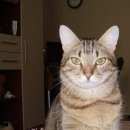 Подробнее об объявлении «Воронеж Пропал кот» Фото: пропала кошка  «Воронеж Пропал кот» в г. Воронеж