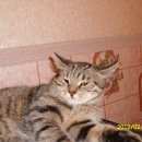 Подробнее об объявлении «Пропал кот помогите вернуться василию домой   Железнодорожный (Московск.)» Фото: пропала кошка  «Пропал кот помогите вернуться василию домой...» в г. Железнодорожный (Московск.)