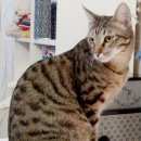 Подробнее об объявлении «Омск Пропал кот» Фото: пропала кошка  «Омск Пропал кот» в г. Омск