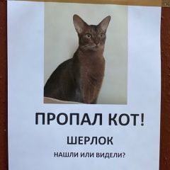 Подробнее об объявлении «Пропал кот абиссинский кот Москва» Фото: пропала кошка Абиссинская «Пропал кот абиссинский кот Москва» в г. Москва