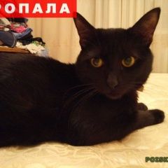 Подробнее об объявлении «Пропала кошка Ставрополь» Фото: пропала кошка  «Пропала кошка Ставрополь» в г. Ставрополь