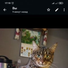 Подробнее об объявлении «Пропала кошка зара, 803 корпус Зеленоград» Фото: пропала кошка  «Пропала кошка зара, 803 корпус Зеленоград» в г. Зеленоград