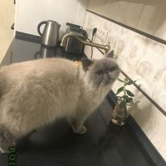 Подробнее об объявлении «Пропала кошка анфиса Краснодар» Фото: пропала кошка Экзотическая короткошерстная «Пропала кошка анфиса Краснодар» в г. Краснодар